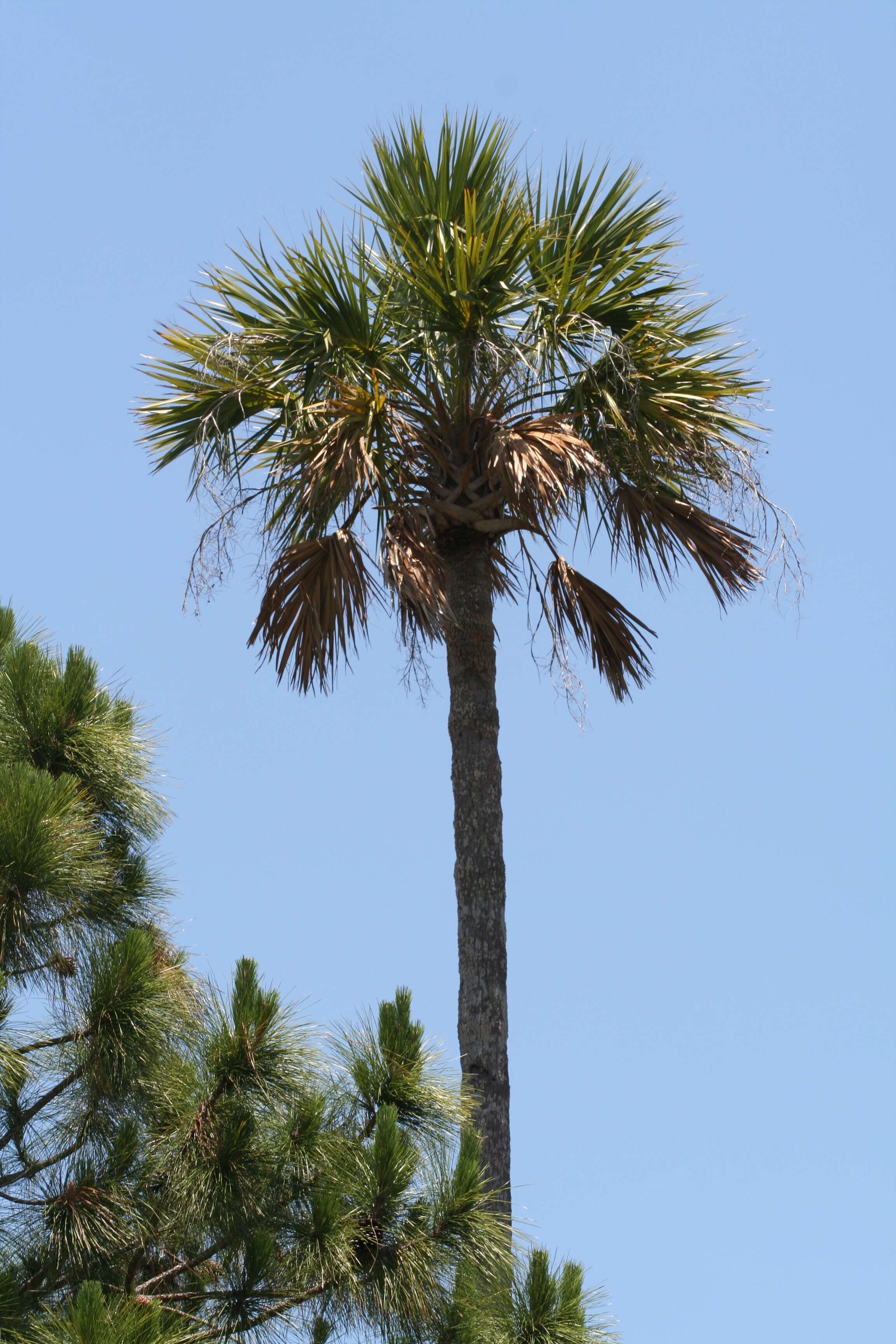 Image of Cabbage Palm