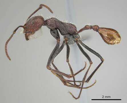 Ocymyrmex alacer Bolton & Marsh 1989 resmi