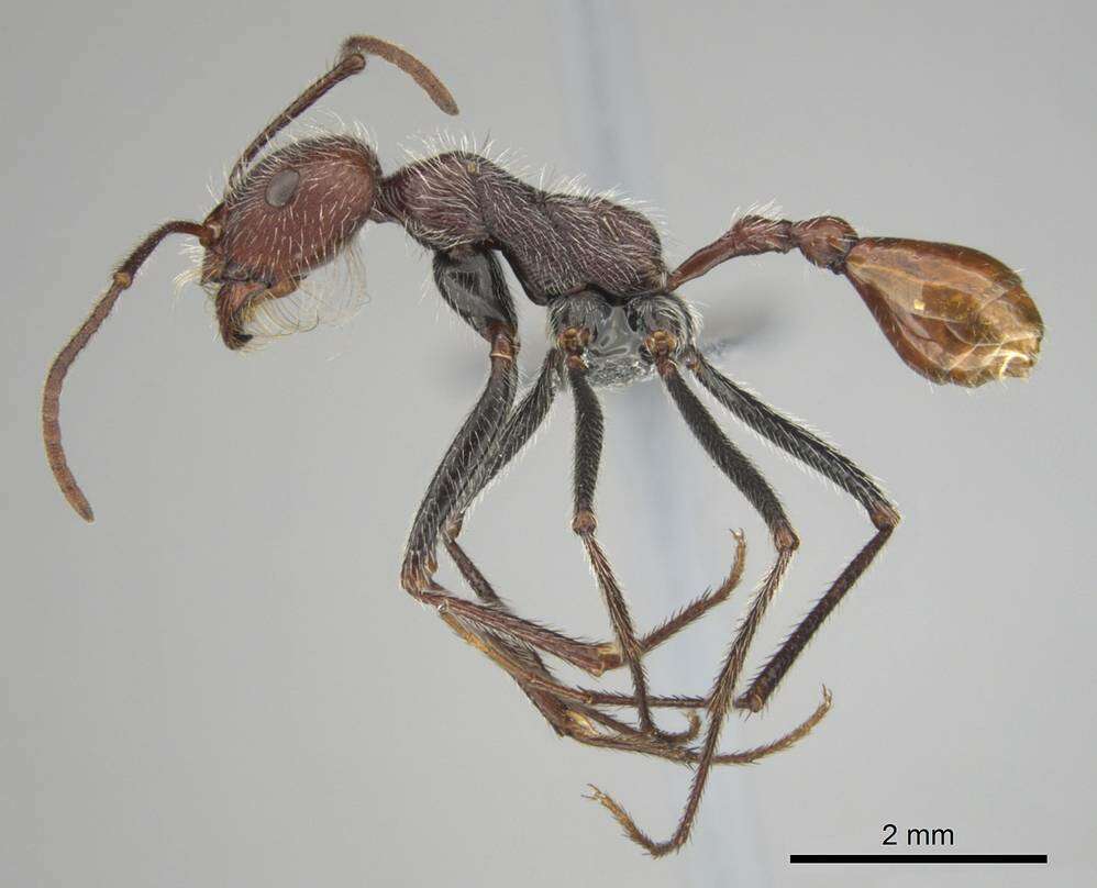 Image of Ocymyrmex alacer Bolton & Marsh 1989