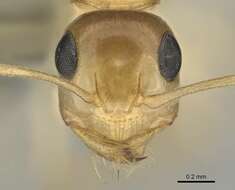 Image of Camponotus simulans Forel 1910