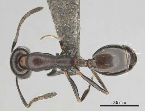 Image of Monomorium vatranum Bolton 1987