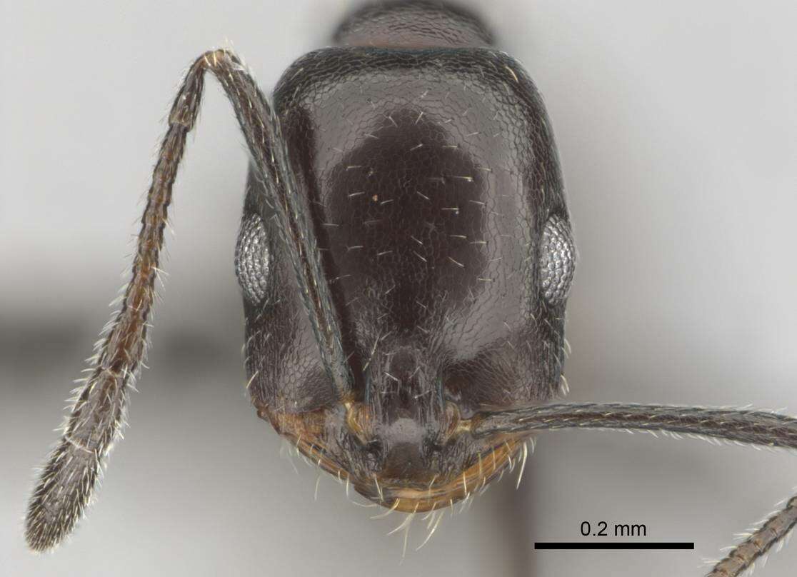 Image of Monomorium vatranum Bolton 1987