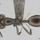 Image of Monomorium alamarum Bolton 1987