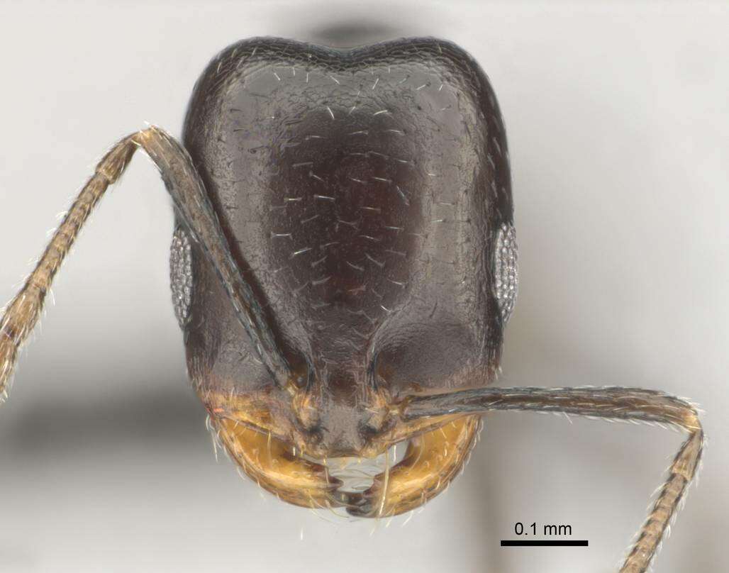 Image of Monomorium alamarum Bolton 1987