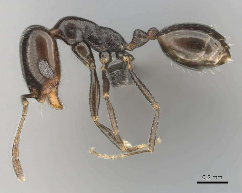 Image of Monomorium alamarum Bolton 1987