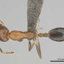 Image de Monomorium marshi Bolton 1987