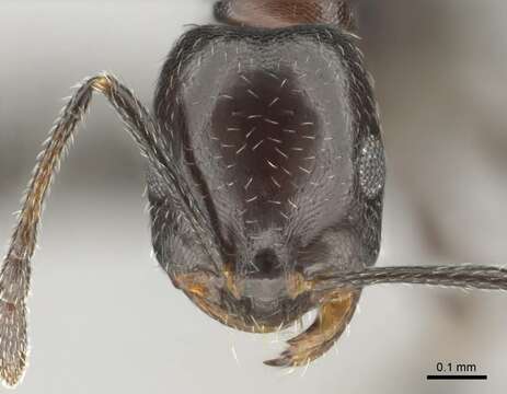 Image of Monomorium drapenum Bolton 1987