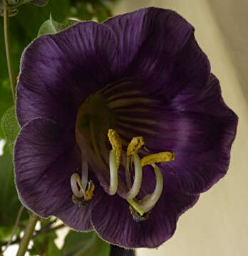 Imagem de Cobaea scandens Cav.