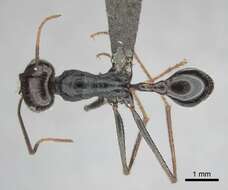 Ocymyrmex zekhem Bolton 1981 resmi