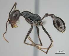 Ocymyrmex zekhem Bolton 1981 resmi