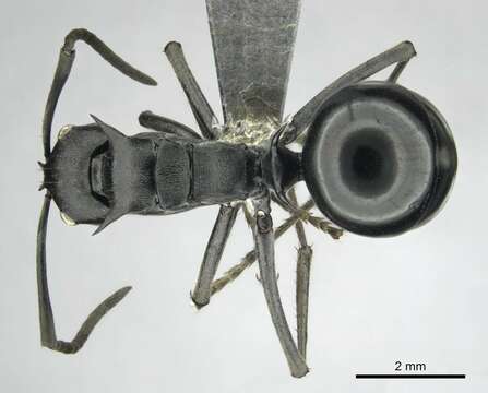 Image of Polyrhachis