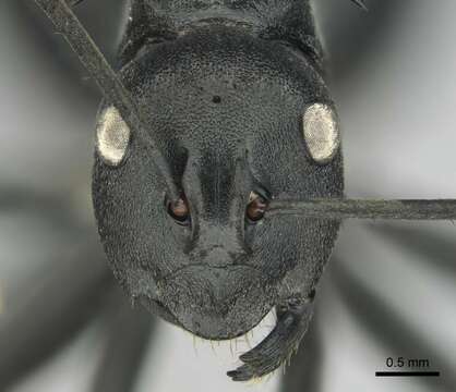 Image of Polyrhachis