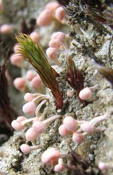 Image of Dibaeis baeomyces (L. fil.) Rambold & Hertel