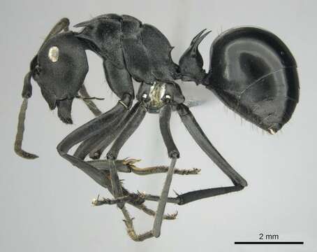 Image of Spiny Ants