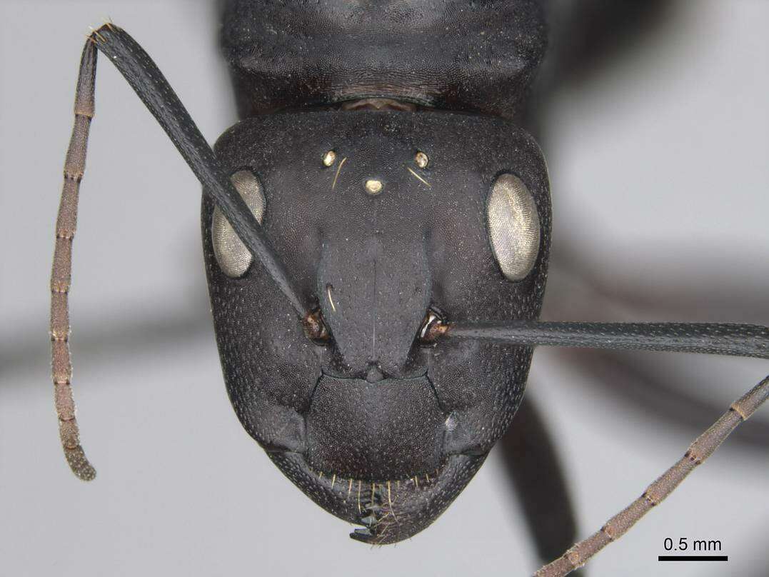 Image of Camponotus fulvopilosus (De Geer 1778)