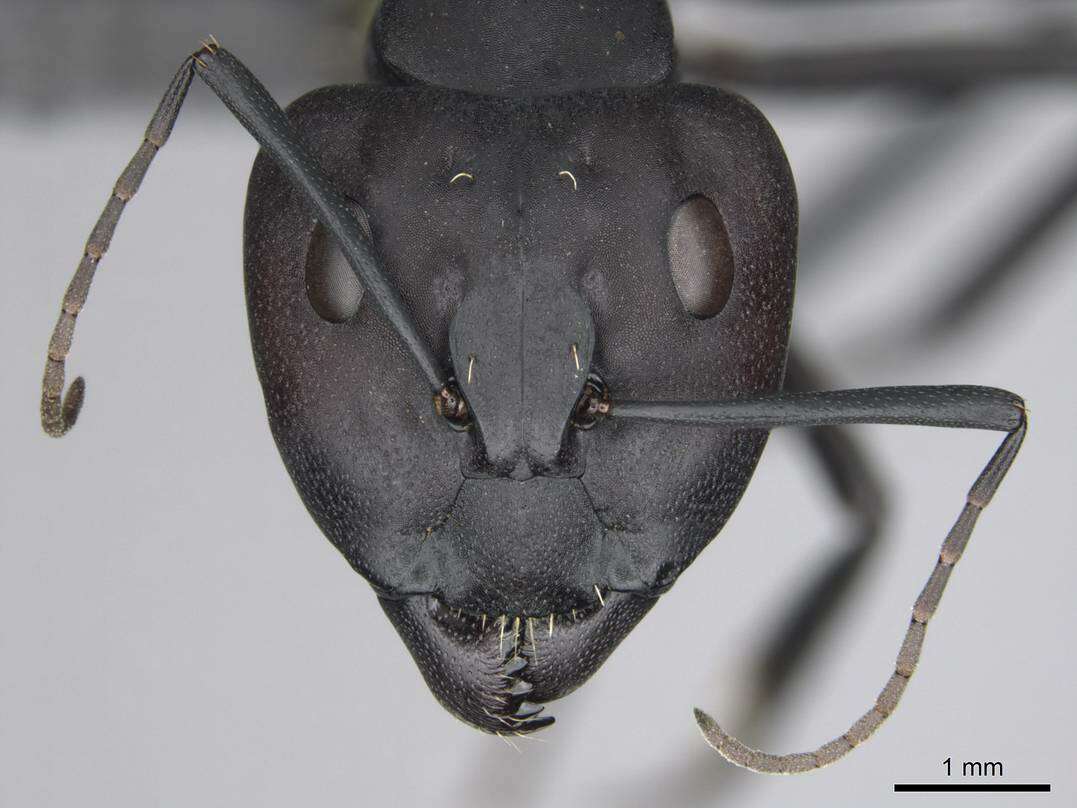 Image of Camponotus fulvopilosus (De Geer 1778)