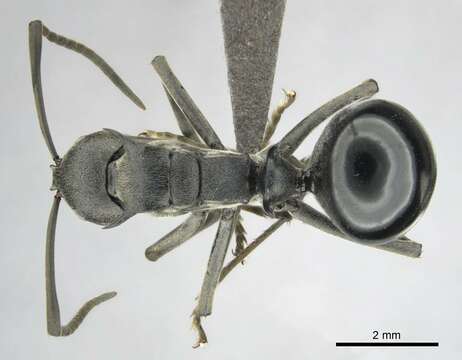 Image of Spiny Ants