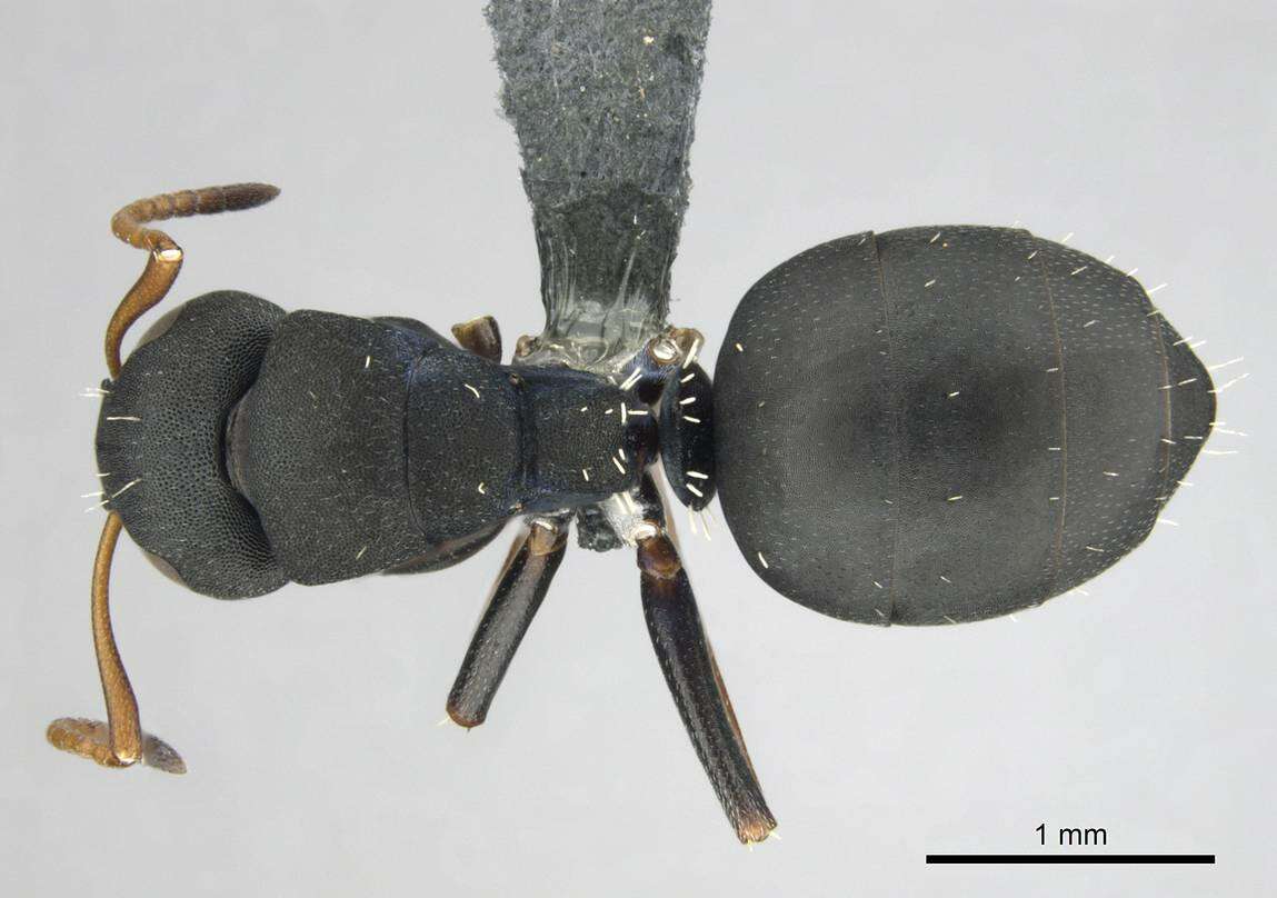 Image of Camponotus braunsi Mayr 1895