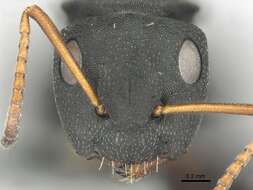 Image of Camponotus braunsi Mayr 1895