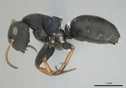 Image of Camponotus braunsi Mayr 1895