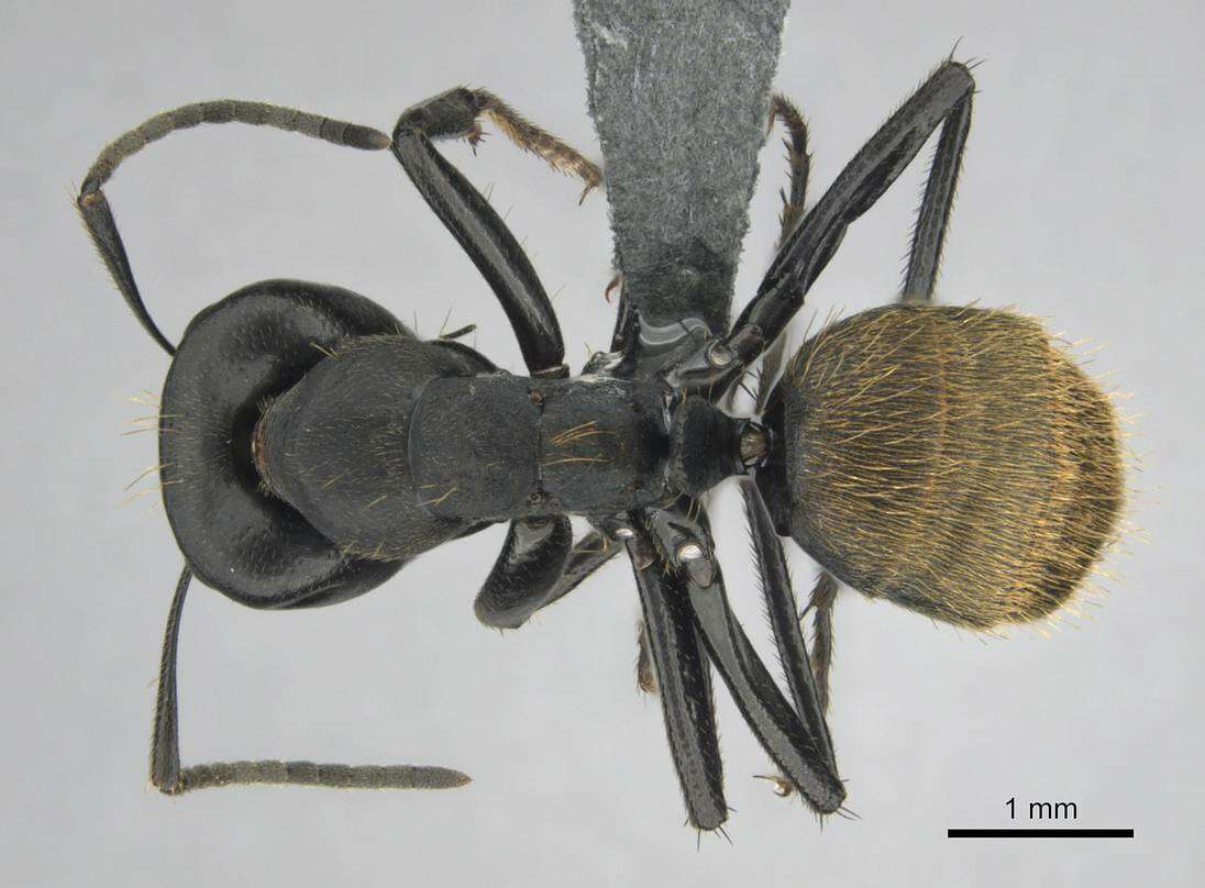 Plancia ëd Camponotus chrysurus Gerstaecker 1871