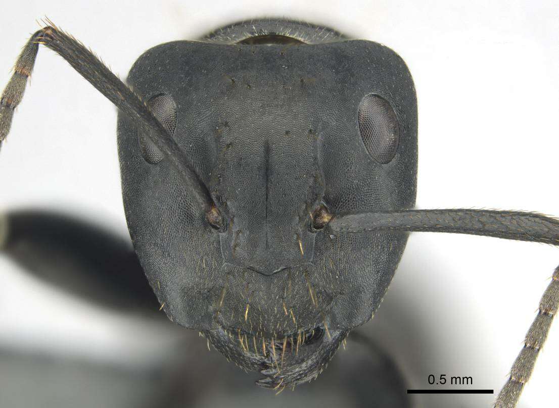 Plancia ëd Camponotus chrysurus Gerstaecker 1871