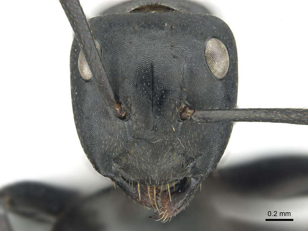 Plancia ëd Camponotus chrysurus Gerstaecker 1871