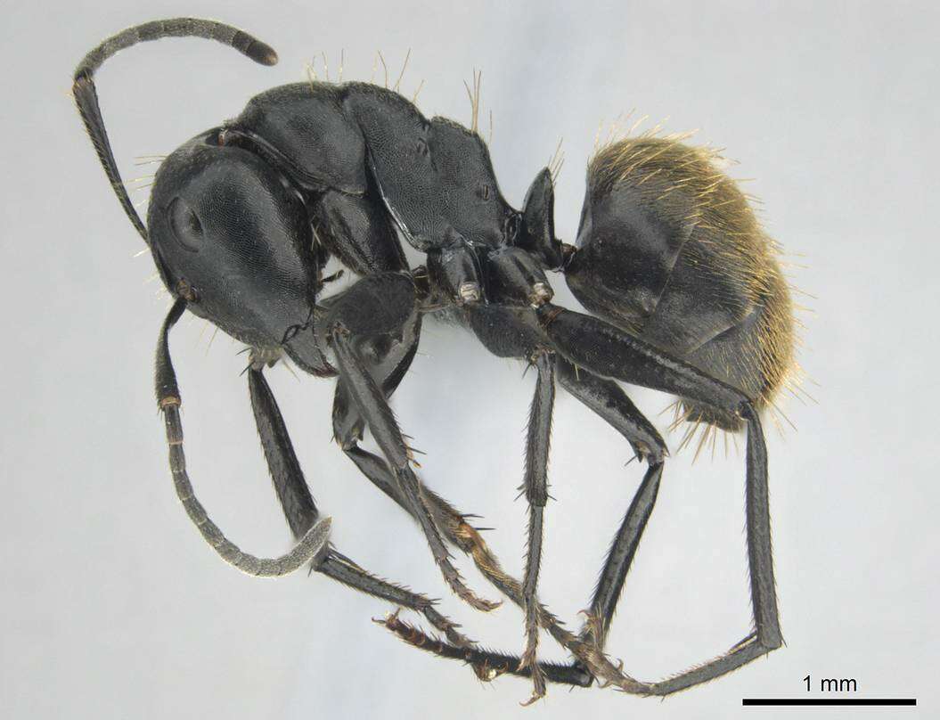 Plancia ëd Camponotus chrysurus Gerstaecker 1871