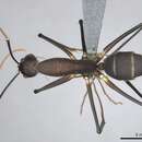 Image of Camponotus etiolipes Bolton 1995