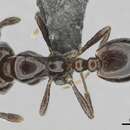 Image of Monomorium xanthognathum Arnold 1944