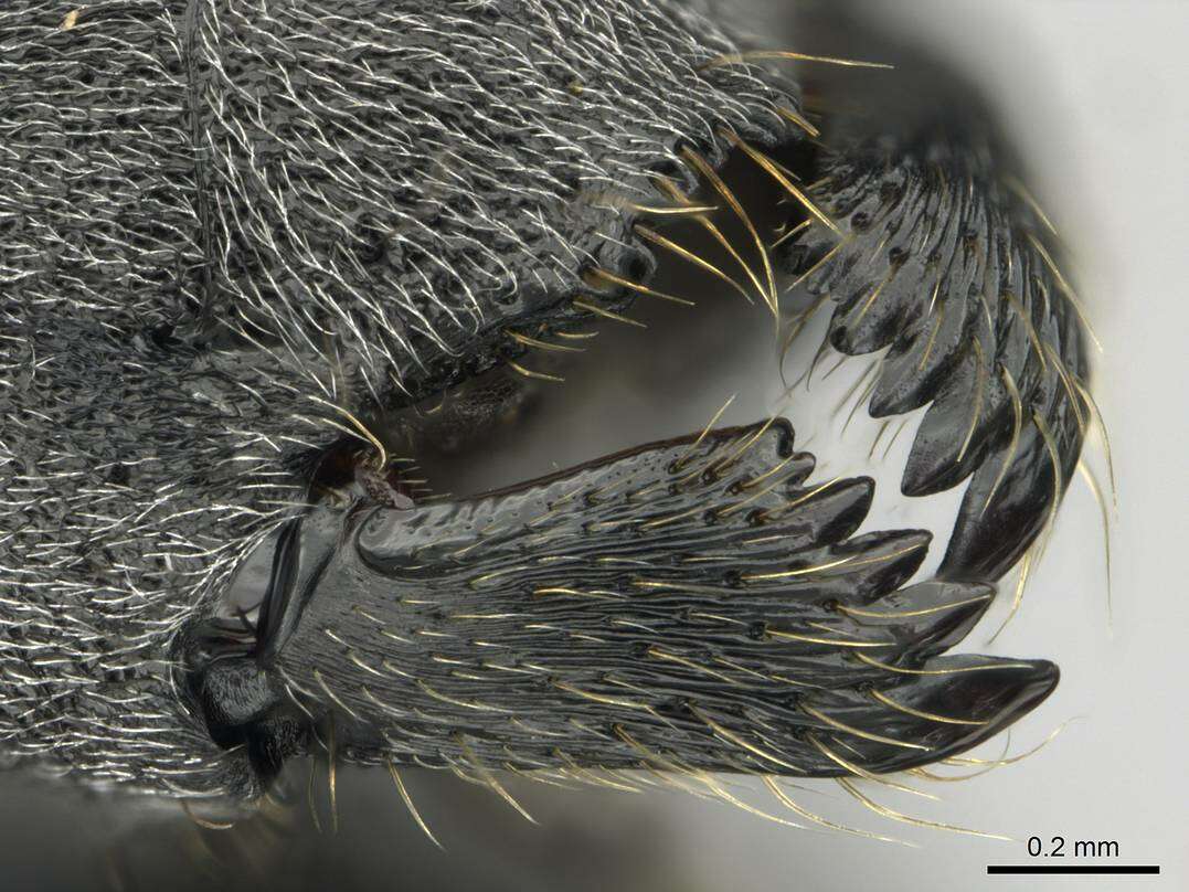 Image of Polyrhachis