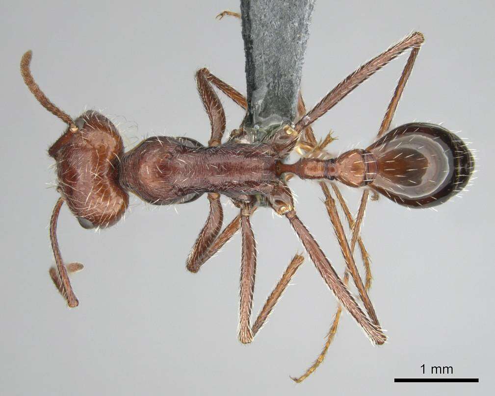 Ocymyrmex robustior Stitz 1923 resmi