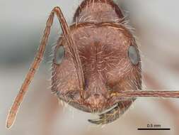 Ocymyrmex robustior Stitz 1923 resmi