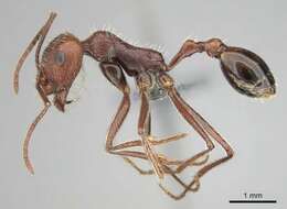 Ocymyrmex robustior Stitz 1923 resmi