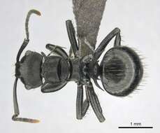 صورة Polyrhachis monista Santschi 1910