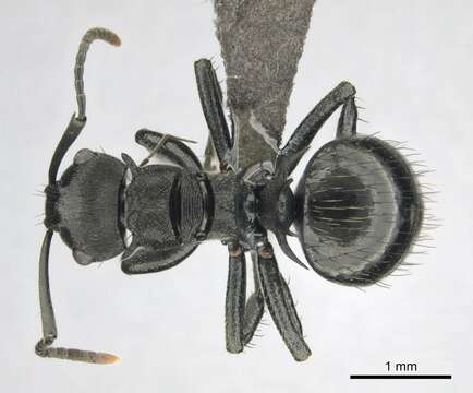 Image of Polyrhachis monista Santschi 1910