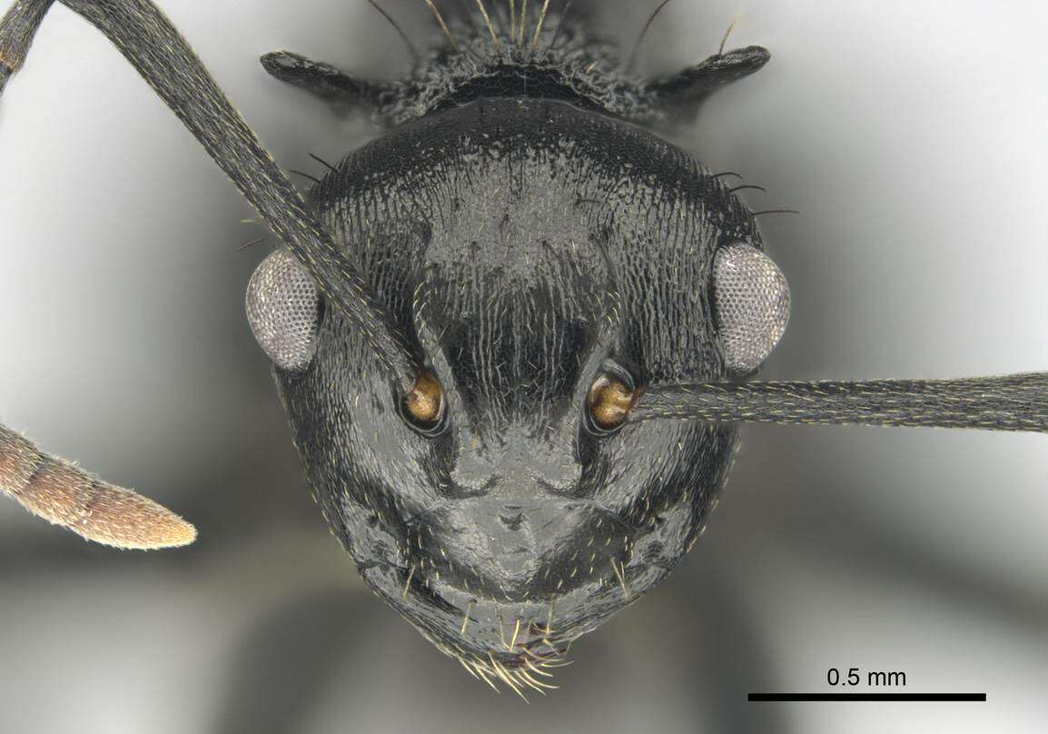 Image of Polyrhachis monista Santschi 1910