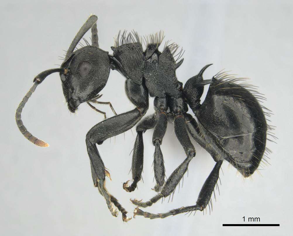 Image of Polyrhachis monista Santschi 1910