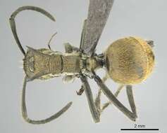 Image of <i>Polyrhachis epinotalis</i>