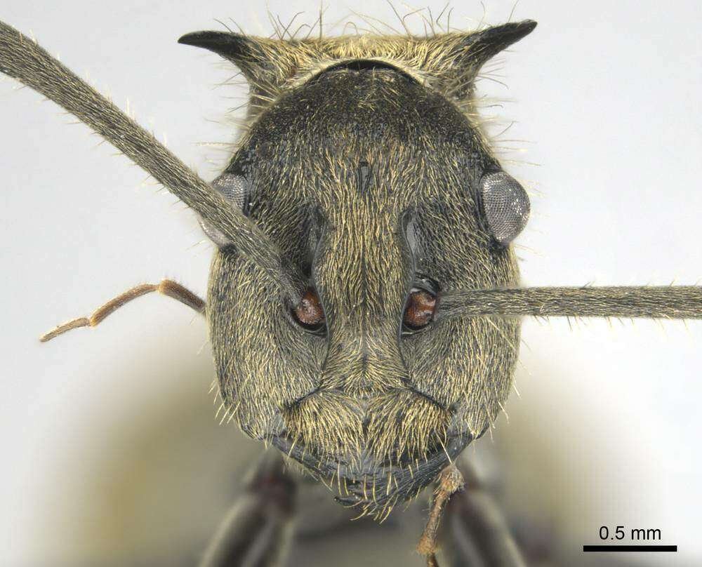 Image of <i>Polyrhachis epinotalis</i>