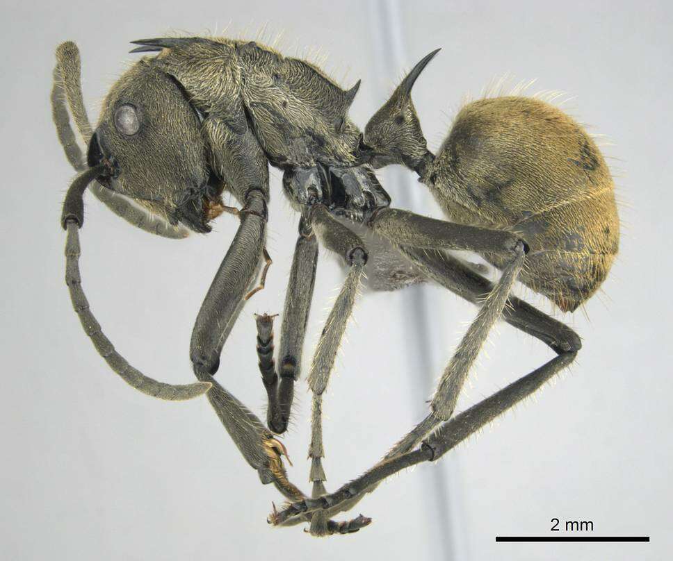 Image de <i>Polyrhachis epinotalis</i>