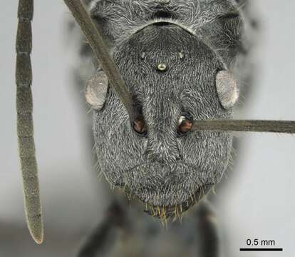 صورة Polyrhachis schistacea (Gerstaecker 1859)