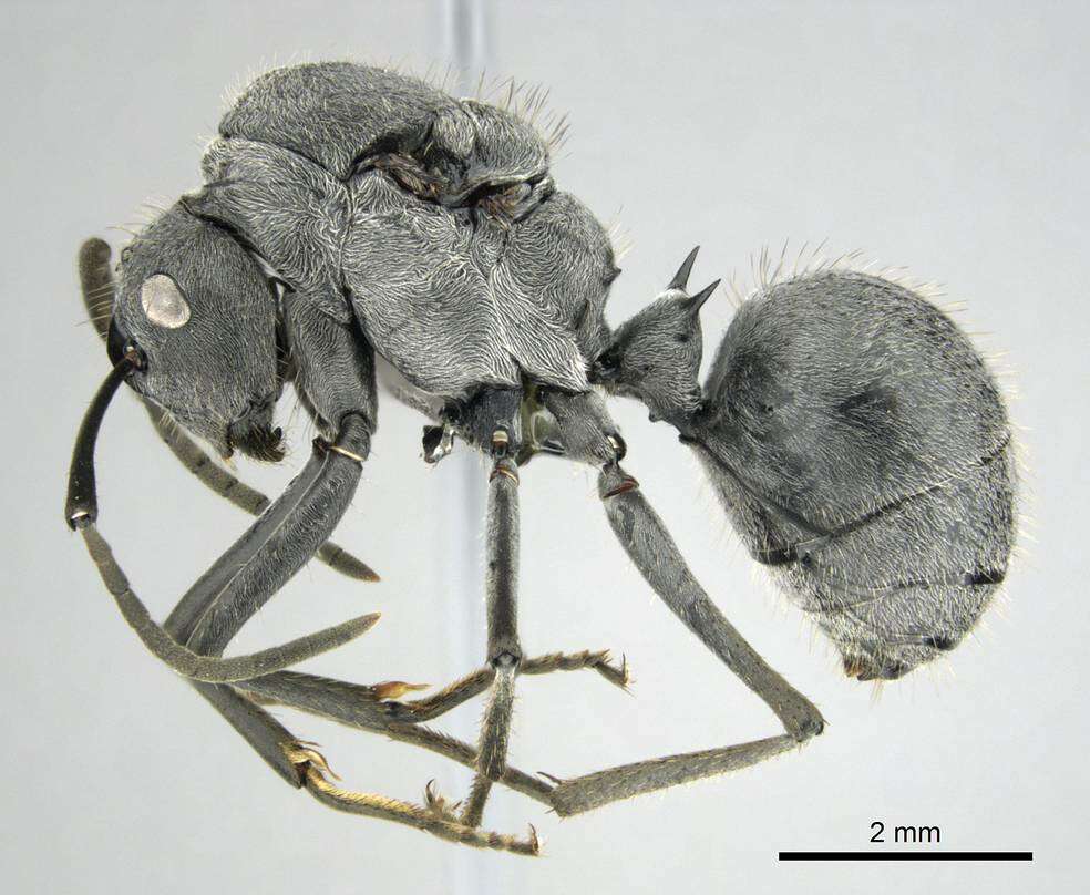 Image of Polyrhachis schistacea (Gerstaecker 1859)