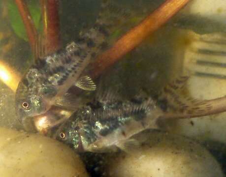 Image of peppered corydoras