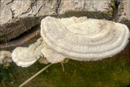 Image of Trametes hirsuta (Wulfen) Lloyd 1924