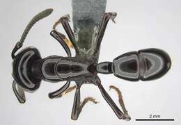 Image of Plectroctena minor Emery 1892
