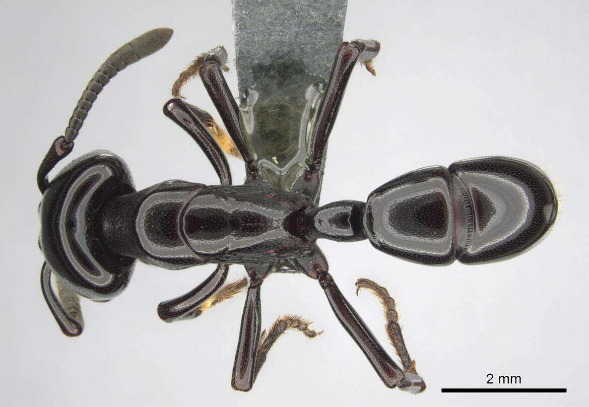 Image of Plectroctena minor Emery 1892