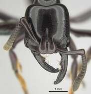 Image of Plectroctena minor Emery 1892