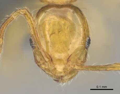 Plancia ëd Monomorium gabrielense Forel 1916