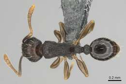 Image of Tetramorium zambezium Santschi 1939